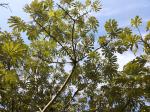 Caixeta (Schefflera morototoni)<br />Foto: Edith Ester Zago de  Mello 